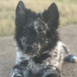 Johnnie - Mudi puppy from Graves Farm Mudi