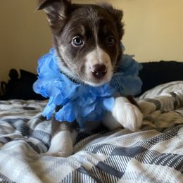 Girl 4 - Red Border Collie puppy in Columbus, Ohio from Laura & Leila Johnson's Border Collies