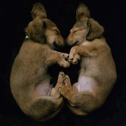 Brittany and Dachshund Puppies from Township Line Dachshunds & Brittanys