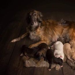 Borzoi and Silken Windhound Puppies from Perla Silken Windhounds & Borzoi