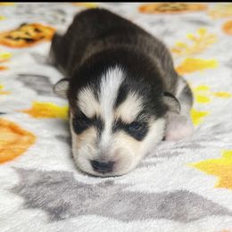 Boy3 - Wolf sable male Pomsky puppy in Bolton, Connecticut from Elle Pomsky