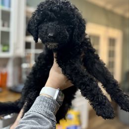 Pancakes - Black female Goldendoodle puppy in Gastonia, North Carolina from Crowders Creek Doodles