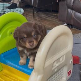 Ginger - Red tri female Miniature Australian Shepherd puppy in Fort Smith, Arkansas from Rye Hill Aussies