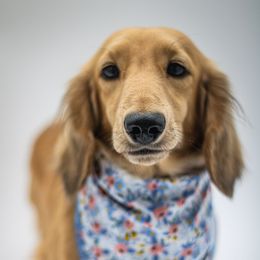 Rocky BalboPup - Dachshund