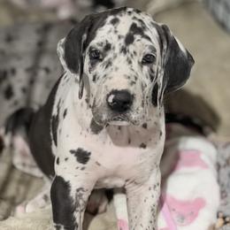 Dotty - Harlequin female Great Dane puppy in Ottumwa, Iowa from Robin's Great Danes