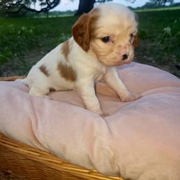 Faith - Blenheim female Cavalier King Charles Spaniel puppy in Stockdale, Texas from Great Oaks Farm Cavaliers