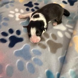BTF 2 - Black tri-color female Australian Shepherd puppy in Lakewood, California from Cloud Nine Kennel