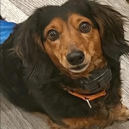 Rambo - Dachshund