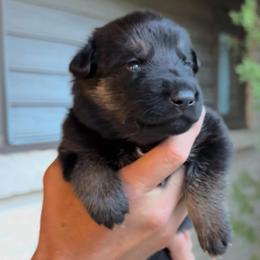 Black - Black and tan male German Shepherd puppy in Windsor, Colorado from German Shepherds