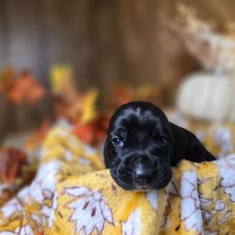 Moondancer - Black and white female Basset Hound puppy in Valley, Washington from Enchanted Valley Paws