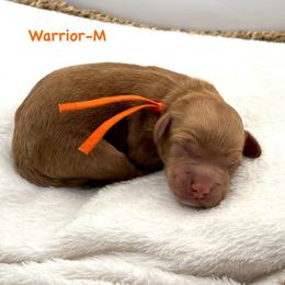 Warrior-orange collar - Red  male Goldendoodle puppy in Lewisville, Texas from Zink Doodles