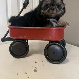 Roman Reigns - Tricolor male Shih Tzu puppy in Warrior, Alabama from The Anderson Farms Kennel