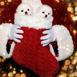 Shichon and Shih Tzu Puppies from Angie’s Teddy Bear Puppies Minnesota