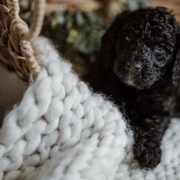 Daisy - Black Goldendoodle puppy in Morrow, Ohio from RemiRoodles