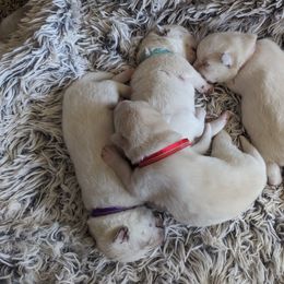 Pomsky Puppies from Valparaiso Pomskys