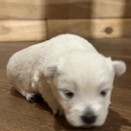 Tuesday - White female West Highland White Terrier puppy in Ridgeway, Virginia from Rivers Bend Westies