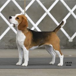 Echo - Beagle