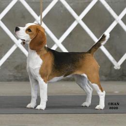 Echo - Beagle