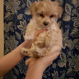 Morkie Puppies from The Morkie Mafia