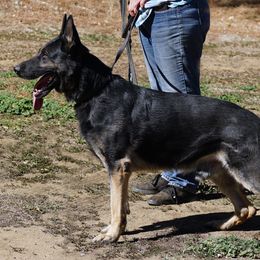Dago - German Shepherd