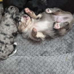 Chihuahuas from Moon Made Farm