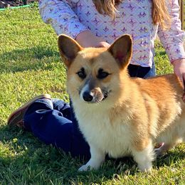 Pembroke Welsh Corgi and Toy Australian Shepherd All Grown Up from Riot Kreek Kennels