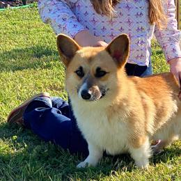Pembroke Welsh Corgi and Toy Australian Shepherd All Grown Up from Riot Kreek Kennels