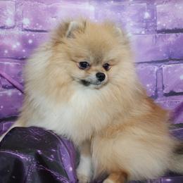 Toffee - Cream sable male Pomeranian puppy in Midland, Michigan from A&M Pomeranians