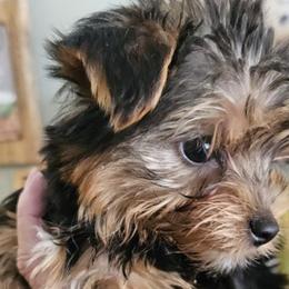Yorkshire Terriers from All 4 Pets