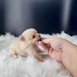 Frodo - Cream and white male Chihuahua puppy in Simpsonville, South Carolina from N&T's Chihuahuas