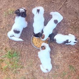 Fern - Tri-color male Russell Terrier puppy in Portland, Oregon from Mountain Ash Farms