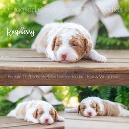 Raspberry - Parti female Goldendoodle puppy in Woodruff, South Carolina from Crooked Creek Doodles and Poodles