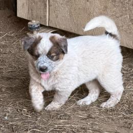 Boy 2 - Red speckled male Australian Cattle Dog puppy in Apollo, Pennsylvania from Circle V Ranch Cattle Dogs