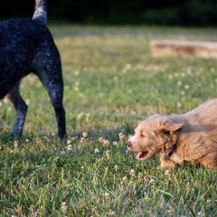 Saint Berdoodle Puppies from Highland Ridge Doodles