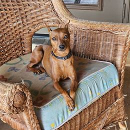 Rose - Miniature Pinscher