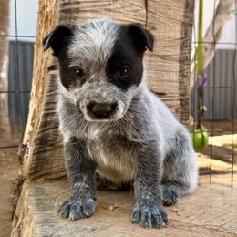 Rizzo - Blue male Australian Cattle Dog puppy in Sahuarita, Arizona from A2 Australian Cattle Dogs