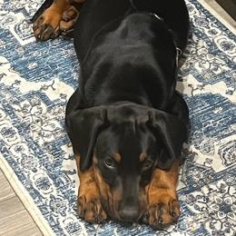 Boy 1 - Black and rust male Doberman Pinscher puppy in Spring, Texas from SuperDobermans