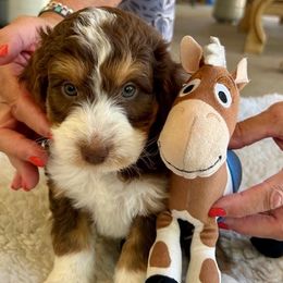 Noodle - Red tri-color female Aussiedoodle puppy in Scottsdale, Arizona from B & T's Aussies & Aussie Doodle's