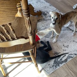 Whippet Puppies from Jody Eller's Whippets