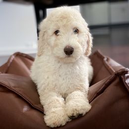 Poodle Puppies from Home of Doodles