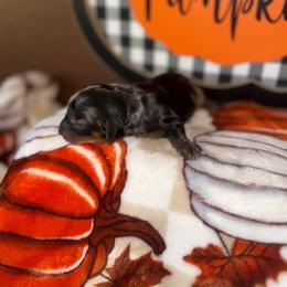 Boo - Dapple male Dachshund puppy in Flora Vista, New Mexico from Hot Diggity Doxies of NM