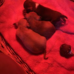 Chihuahua Puppies from CMW Interstellar Kennel