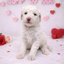 Daisy - White female Sheepadoodle puppy in Thornville, Ohio from Four Front Doodles & Friends