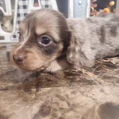 Girl 2 - Dapple Dachshund puppy in Batesville, Arkansas from Firelight Mini Dachshund