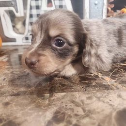 Girl 2 - Dapple Dachshund puppy in Batesville, Arkansas from Firelight Mini Dachshund