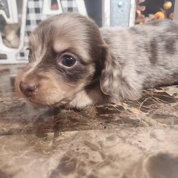 Girl 2 - Dapple Dachshund puppy in Batesville, Arkansas from Firelight Mini Dachshund