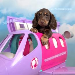 Cessna - Chocolate and tan female Dachshund puppy in Chandler, Arizona from Vonaducci Doxies, LLC.
