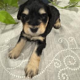 Miniature Schnauzer Puppies from Walker Miniature Schnauzers