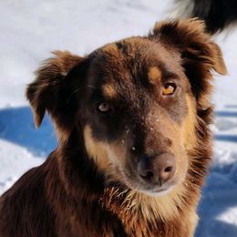 AbiGrace - Australian Shepherd