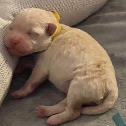 White Girl - White female Pumi puppy in Stafford, Virginia from Catherine Medina-DeVilliers